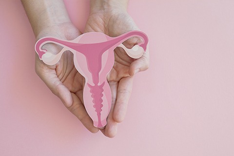 Auf dem Bild sind Hände zu sehen, die eine Illustration einer Gebärmutter halten. Der Hintergrund und die Illustration sind in Rosa-Tönen.